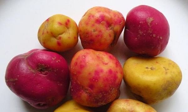 Ullucu import and cultivation poses biosecurity risk for potato: DEFRA advice