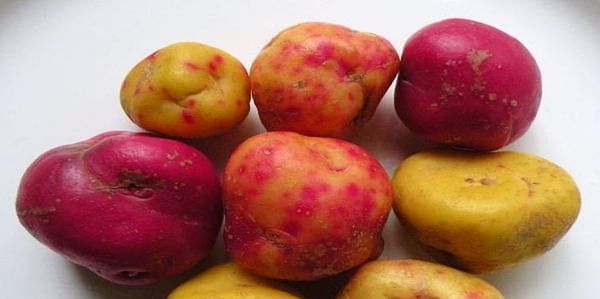 Ullucu import and cultivation poses biosecurity risk for potato: DEFRA advice
