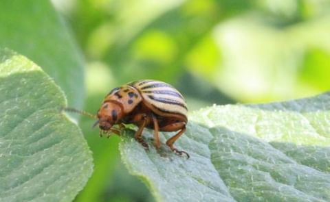 In the Red River Valley, 2016 is shaping up to be the year of the Colorado Potato Beetle (Leptinotarsa decemlineata).(Courtesy: @spudology / twitter) In the Red River Valley, 2016 is shaping up to be the year of the Colorado Potato Beetle (Leptinotarsa decemlineata).(Courtesy: @spudology / twitter)
