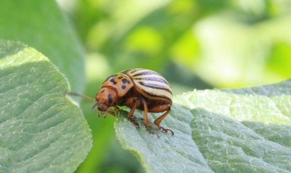 Colorado Potato Beetle insecticide resistance spreading west (Courtesy: @spudology / twitter)
