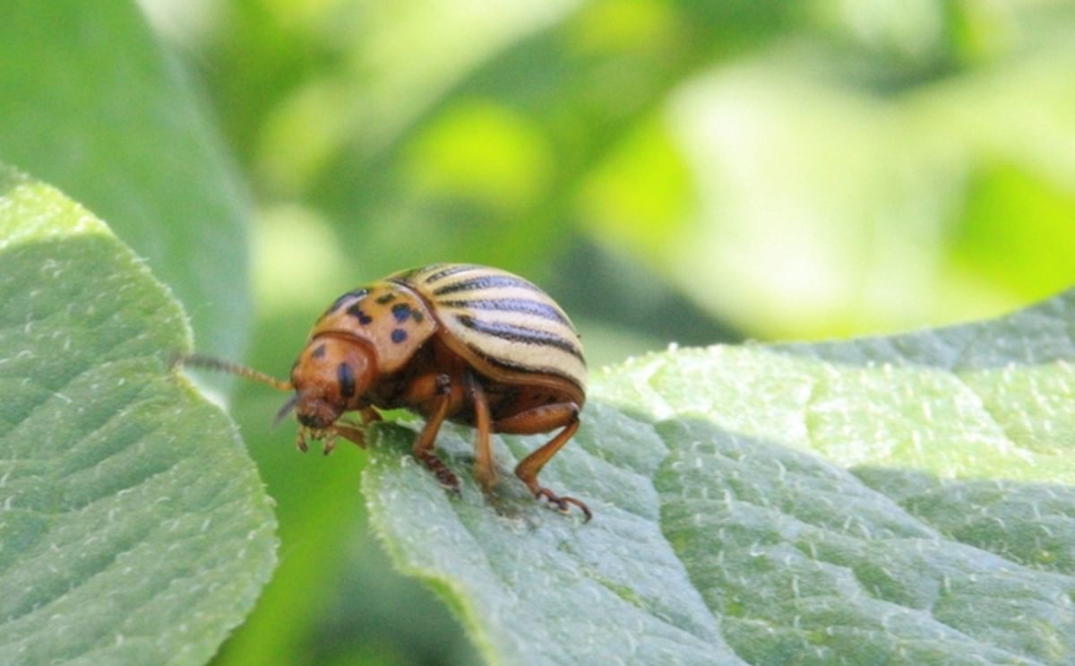 In the Red River Valley, 2016 is shaping up to be the year of the Colorado Potato Beetle (Leptinotarsa decemlineata).
(Courtesy: @spudology / twitter)