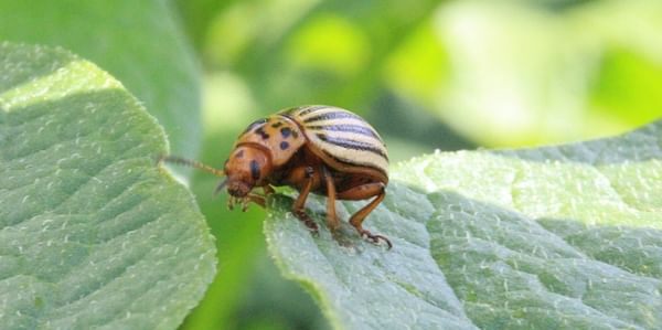 Colorado Potato Beetles are munching on in the Red River Valley