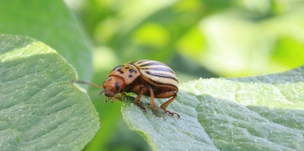 Colorado Potato Beetles are munching on in the Red River Valley