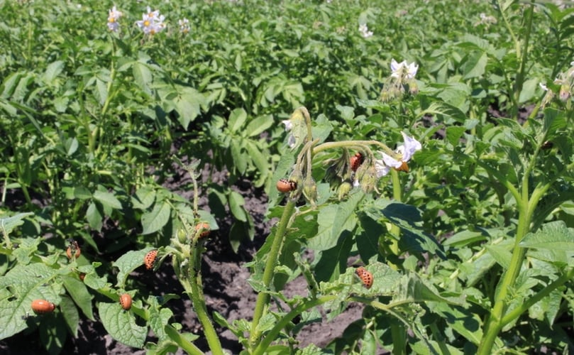 Potato plants affected by the Colorado potato Beetles (CPB) Potato plants affected by the Colorado potato Beetles (CPB)