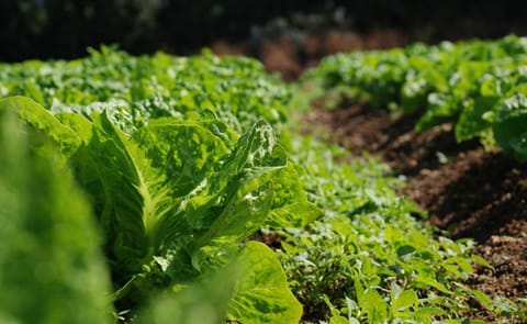 Un sistema de alerta evitará sobreproducción de cultivos Un sistema de alerta evitará sobreproducción de cultivos