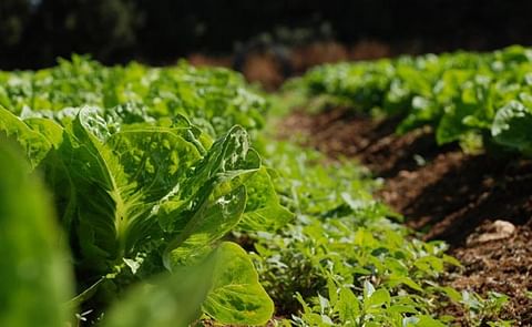 Un sistema de alerta evitará sobreproducción de cultivos Un sistema de alerta evitará sobreproducción de cultivos