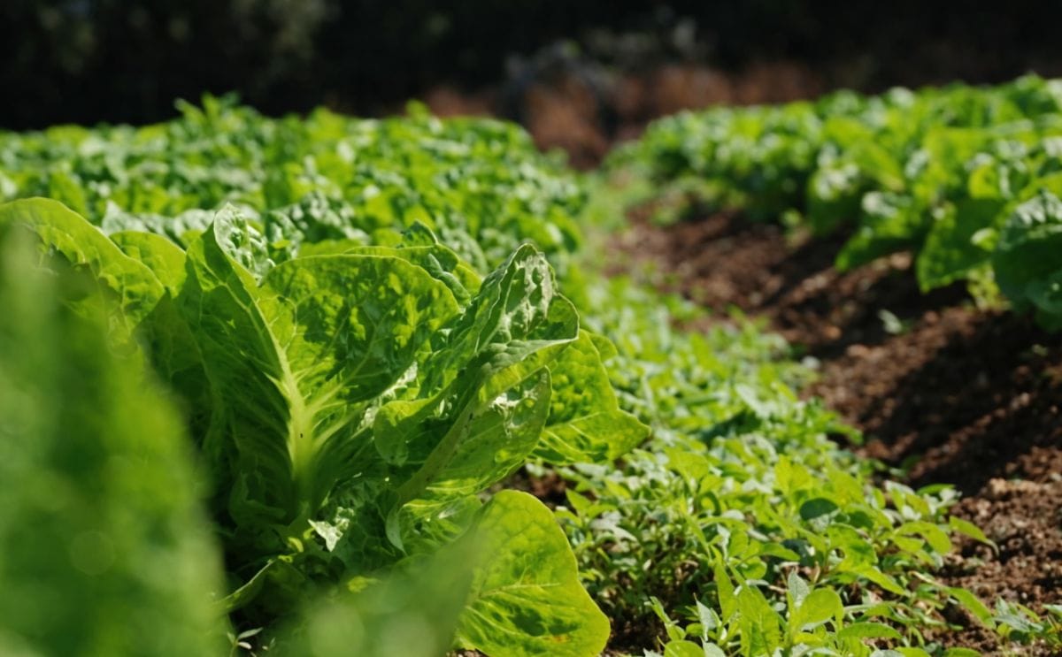 Un sistema de alerta evitará sobreproducción de cultivos