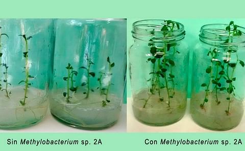 Foto comparativa de los efectos de esta cepa de la bacteria estudiada por las investigadoras del Conicet.