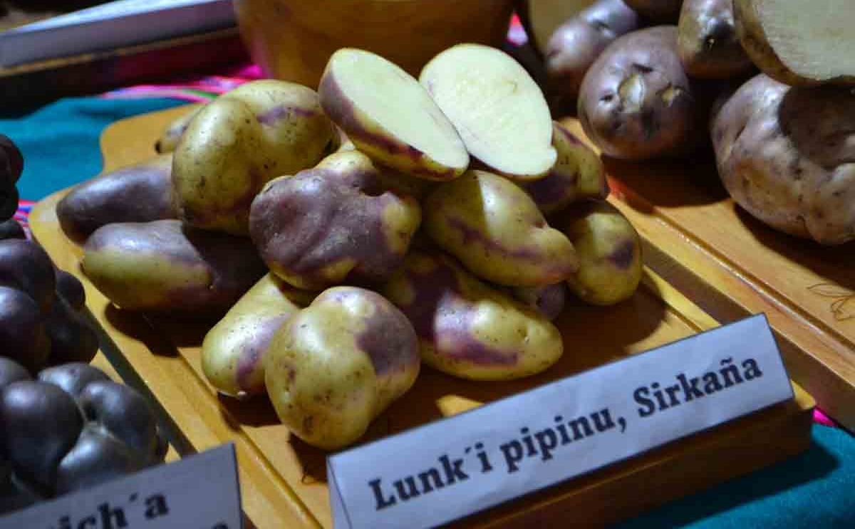 Lunk'i pipinu, Sirkana Lunk'i pipinu, Sirkana