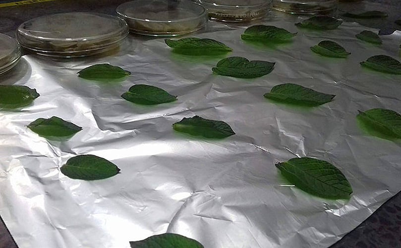 Se midió especialmente el contenido relativo de agua, una variable que por lo general se asocia con el estado hídrico de las plantas. Se midió especialmente el contenido relativo de agua, una variable que por lo general se asocia con el estado hídrico de las plantas.