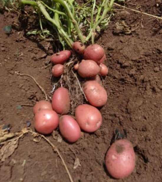 Seed potato of the UNICA variety grown from cuttings with a yield of 13 tubers (Courtesy: M. Parker; CIP) Seed potato of the UNICA variety grown from cuttings with a yield of 13 tubers (Courtesy: M. Parker; CIP)
