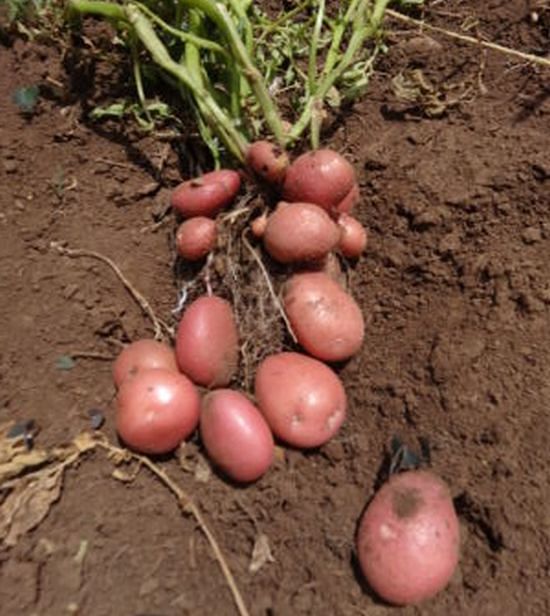 vegetative propagation potato