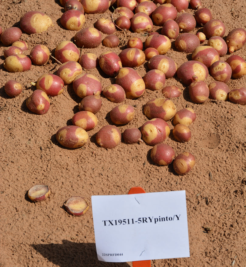 Unique specialty potatoes like this dual-color skin round potato are a part of the Texas A&M AgriLife potato breeding program. (Courtesy: Texas A&M AgriLife photo by Kay Ledbetter) Unique specialty potatoes like this dual-color skin round potato are a part of the Texas A&M AgriLife potato breeding program. (Courtesy: Texas A&M AgriLife photo by Kay Ledbetter)