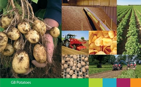 Potato Council publishes annual market intelligence report on GB potatoes Potato Council publishes annual market intelligence report on GB potatoes