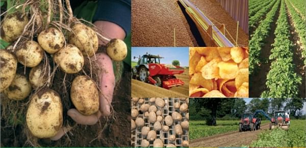 Potato Council publishes annual market intelligence report on GB potatoes