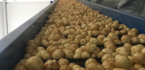 Canadian Potato Crop and Harvest Update September 18, 2020