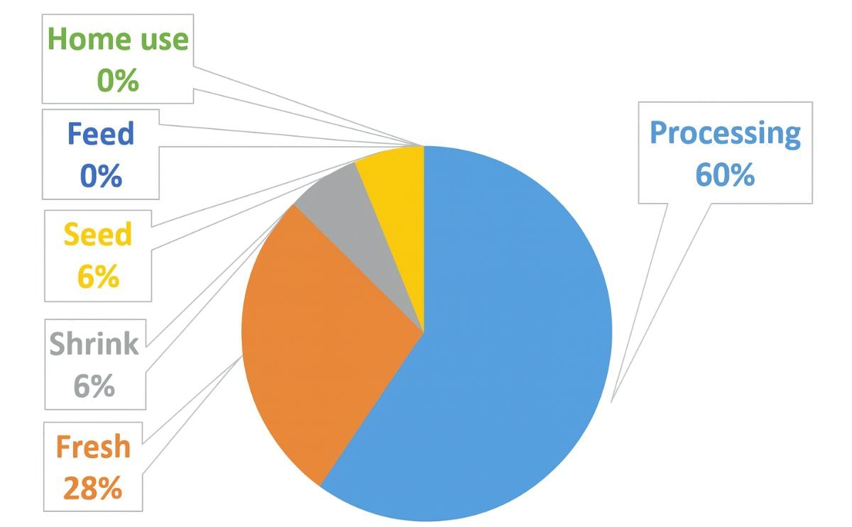How were the potatoes of the United States 2015 harvest used? [Data: USDA-NASS, Potatoes 2015 Summary (September 2016)]