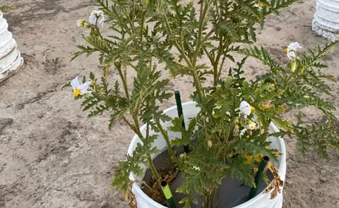 University of Idaho researchers developing nematode resistant potatoes University of Idaho researchers developing nematode resistant potatoes