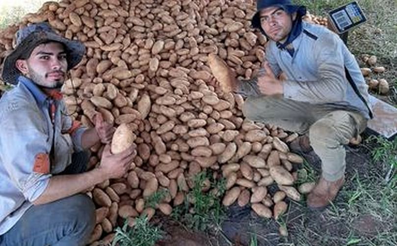La excelente cosecha de papa alienta a los productores. La excelente cosecha de papa alienta a los productores.