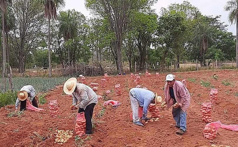 Con la producción de papa también se le da fuente de trabajo a los lugareños de la compañía Pacheco de Carapeguá.