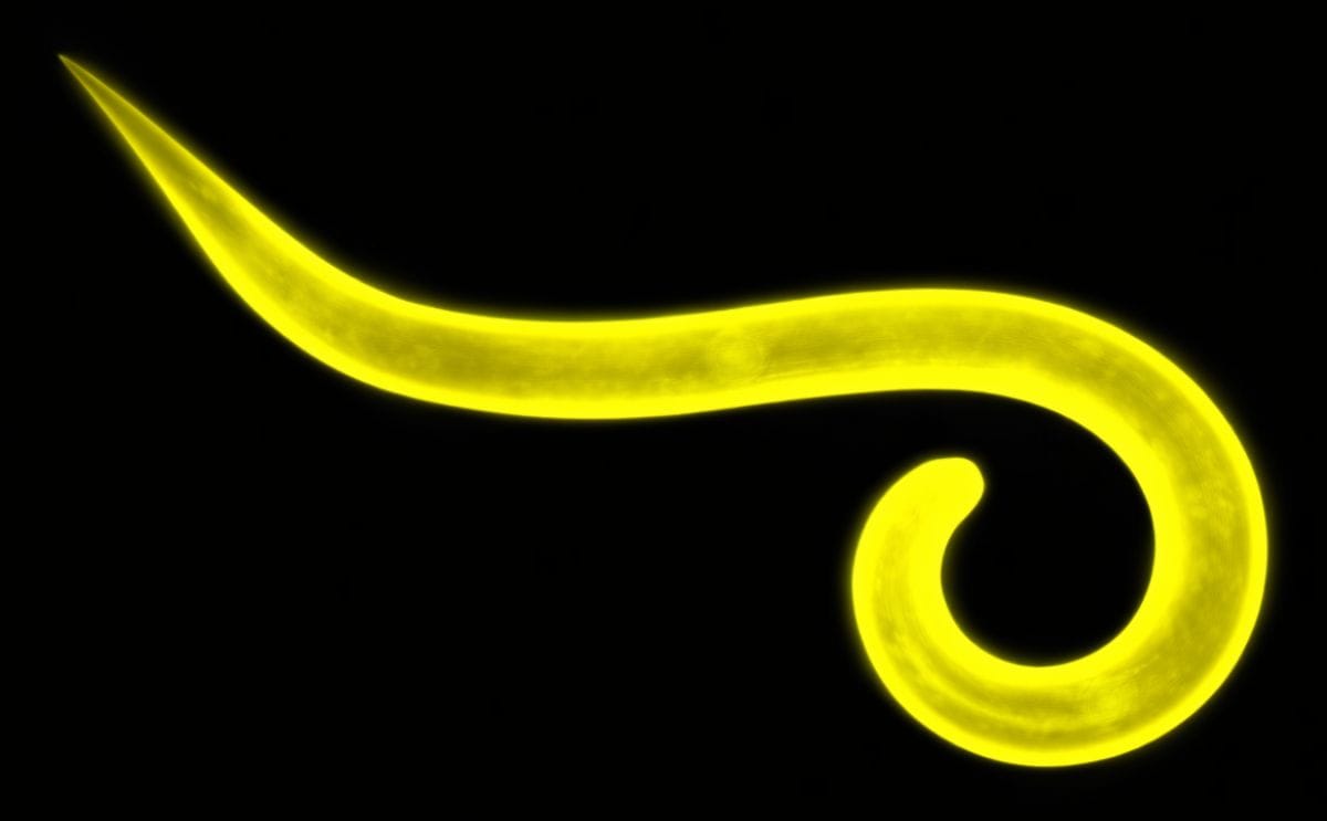 University of Idaho leads major research effort to reduce the threat of nematodes University of Idaho leads major research effort to reduce the threat of nematodes
