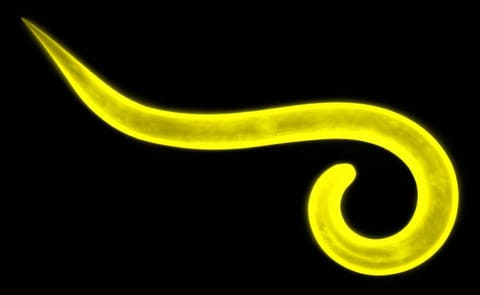 Nematodes are a microscopic worms that threaten potato production Nematodes are a microscopic worms that threaten potato production