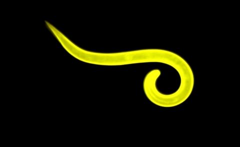 Nematodes are a microscopic worms that threaten potato production Nematodes are a microscopic worms that threaten potato production