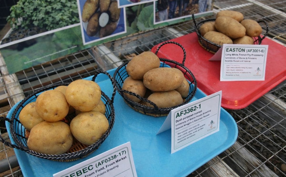 UMaine receive grant for potato breeding and to improve quality and pest resistance UMaine receive grant for potato breeding and to improve quality and pest resistance
