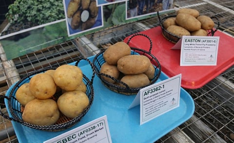 The University of Maine have introduced a number of potato varieties in recent years resulting from its breeding program, such as the Sebec, the Caribou Russet (AF3362-1) and the Easton The University of Maine have introduced a number of potato varieties in recent years resulting from its breeding program, such as the Sebec, the Caribou Russet (AF3362-1) and the Easton