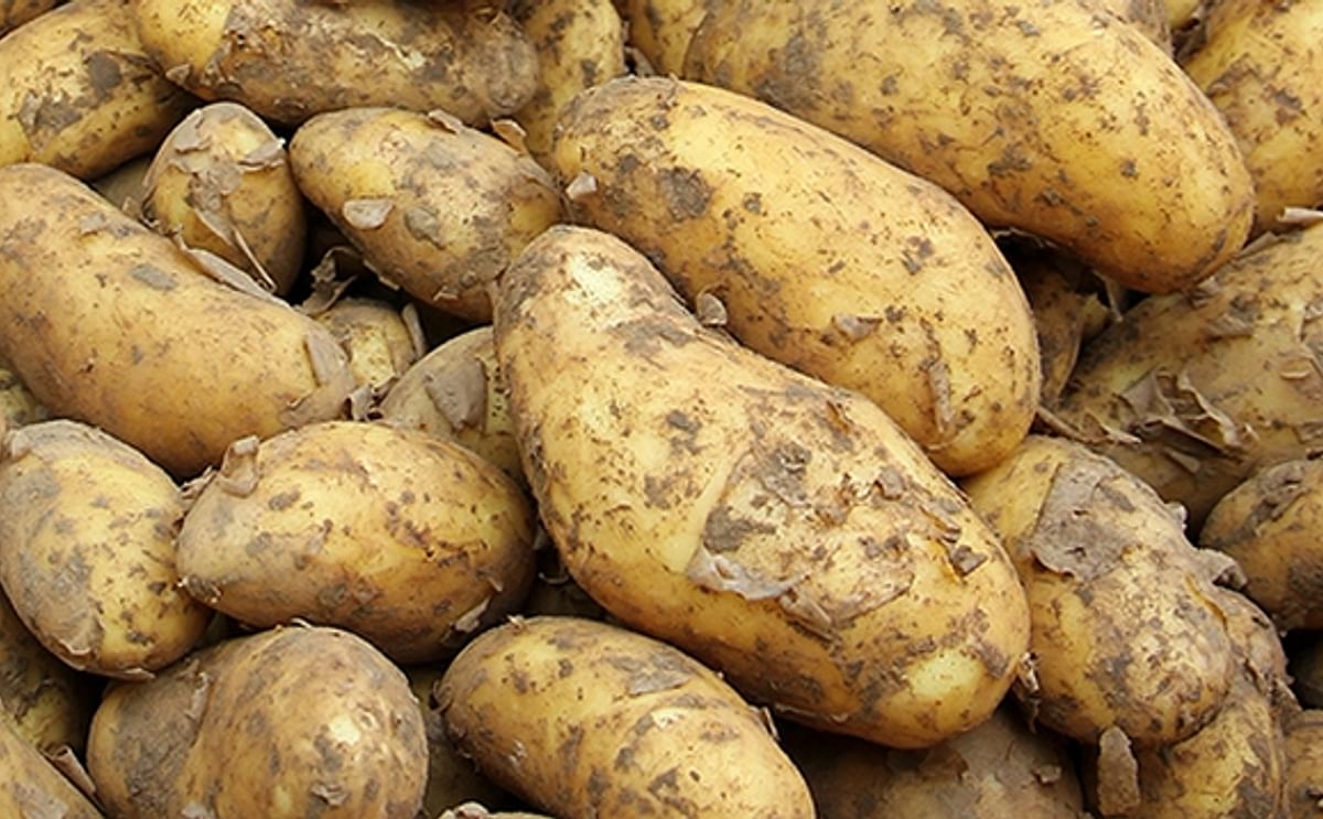 UK research project intends to turn potato waste into beauty creams. UK research project intends to turn potato waste into beauty creams.