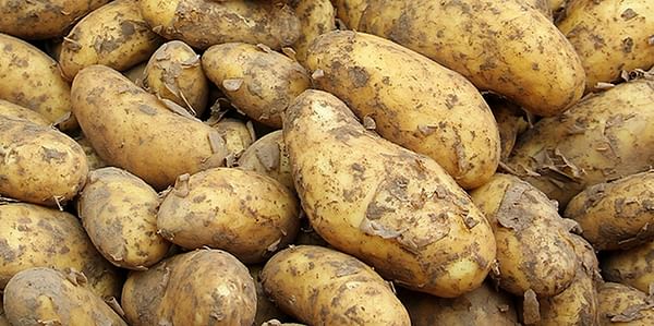UK research project intends to turn potato waste into beauty creams.