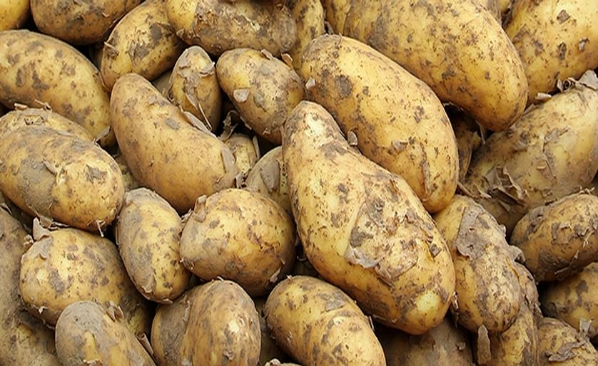 Waste from potato crops could be ‘recycled’ into personal care products such as medical gels and beauty creams – thanks to a new UEA research project.