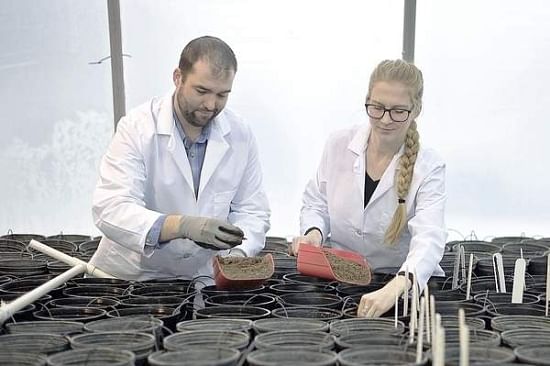 Matt Roth (left), the new greenhouse manager for the University of Idaho nuclear potato seed program and the program's manager, Jenny Durrin (right), work on minituber production.