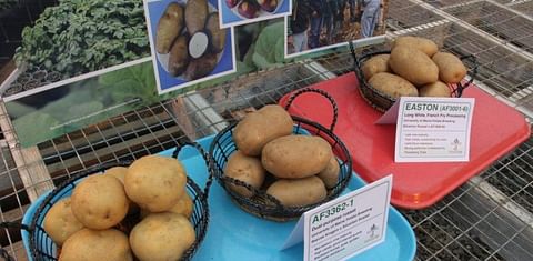 UMaine receive grant for potato breeding and to improve quality and pest resistance