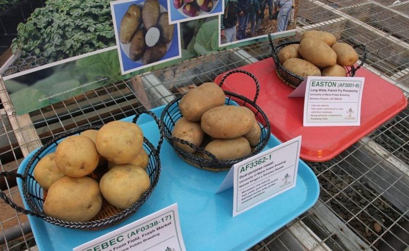 The University of Maine have introduced a number of potato varieties in recent years resulting from its breeding program, such as the Sebec, the Caribou Russet (AF3362-1) and the Easton
