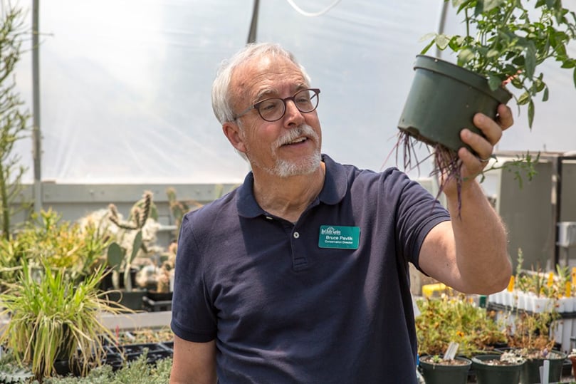 Pavlik is studying the mysterious ecology of S. jamesii in the hopes of enlisting Utahns to plant the rare potato in their gardens.