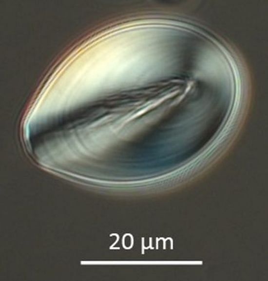 Starch granule of S. Jamesii