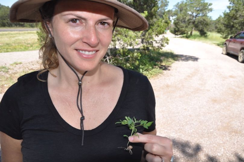 Researchers from the Natural History Museum of Utah and Red Butte Garden at the University of Utah have discovered the earliest evidence of wild potato use in North America.
