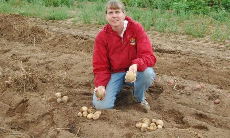 Shelley Jansky’s team improved potato qualities by cross-breeding with South American wild potatoes. (Courtesy: Shelley Jansky) Shelley Jansky’s team improved potato qualities by cross-breeding with South American wild potatoes. (Courtesy: Shelley Jansky)