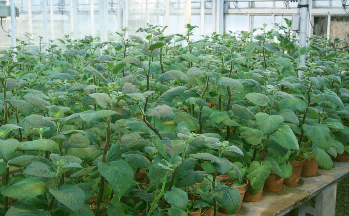 Molecular Marker for high Calcium trait can help breeding better potato varietes Molecular Marker for high Calcium trait can help breeding better potato varietes