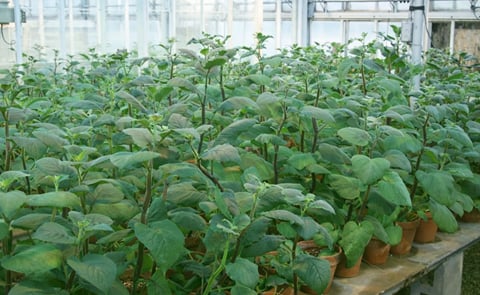 Researchers discovered that in this wild variety of potato (Solanum Microdontum) Calcium levels are about seven times higher than in a regular potato. They developed a molecular marker to facilitate the transfer of the high Calcium trait to newly bred pot Researchers discovered that in this wild variety of potato (Solanum Microdontum) Calcium levels are about seven times higher than in a regular potato. They developed a molecular marker to facilitate the transfer of the high Calcium trait to newly bred pot
