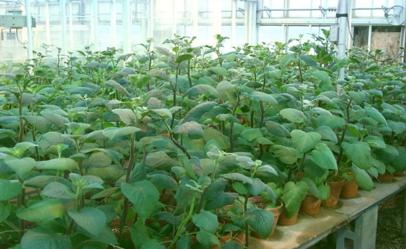 Researchers discovered that in this wild variety of potato (Solanum Microdontum) Calcium levels are about seven times higher than in a regular potato. They developed a molecular marker to facilitate the transfer of the high Calcium trait to newly bred pot