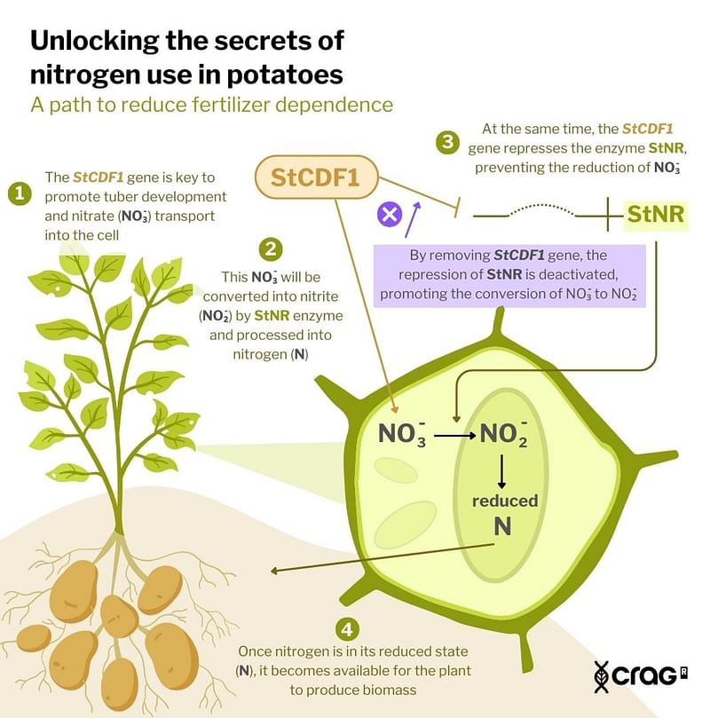 Unlocking the secrets of nitrogen use in potatoes: A path to reduce fertilizer dependence
