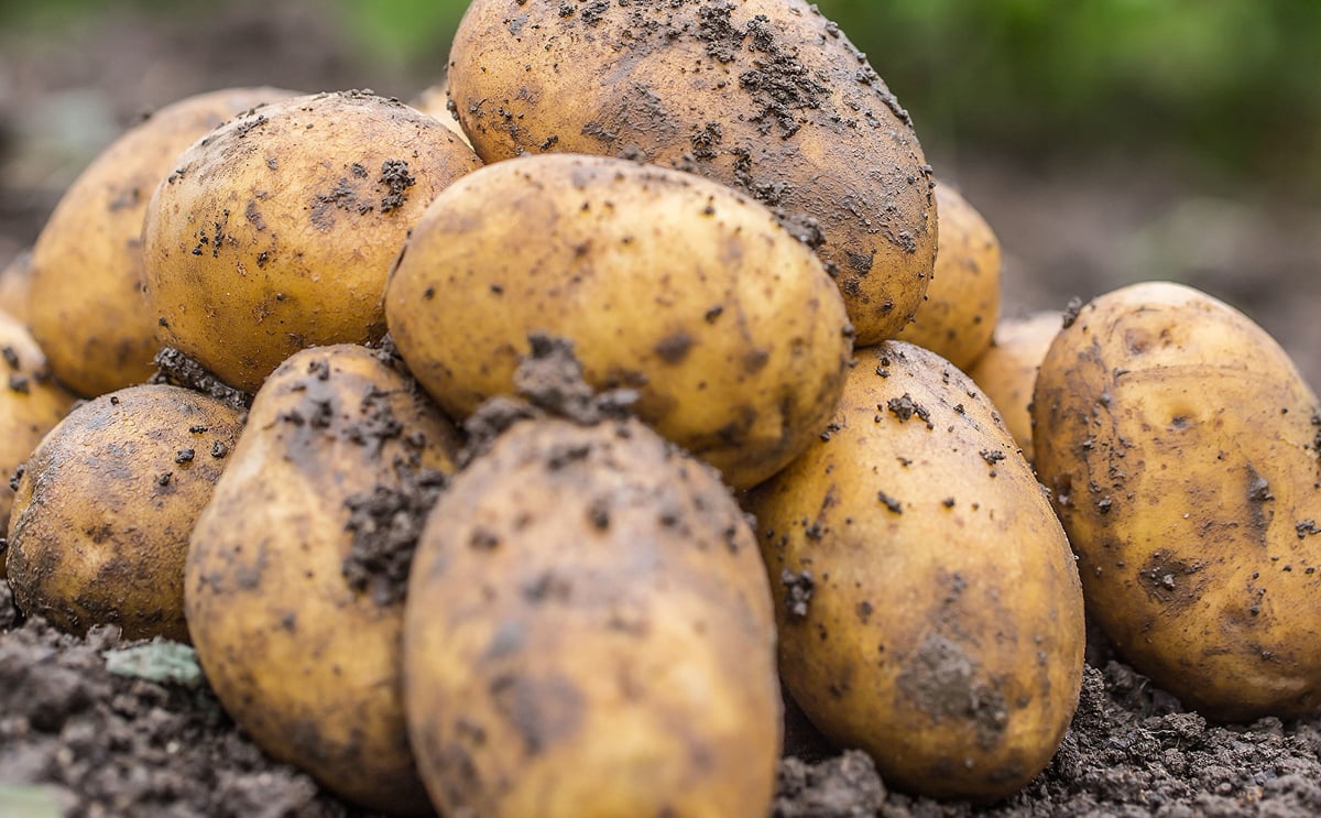 How to use less water and grow more potatoes How to use less water and grow more potatoes