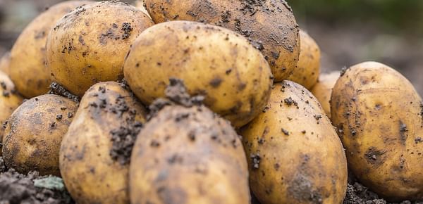 How to use less water and grow more potatoes