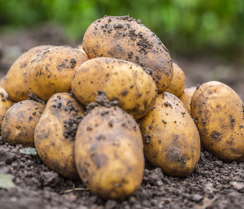 Unwashed Potatoes Unwashed Potatoes