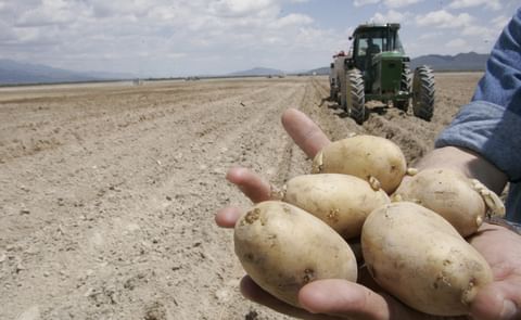 México: productores piden reforzar controles sobre productos importados México: productores piden reforzar controles sobre productos importados