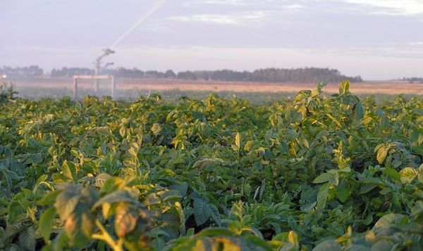Uruguay: Aumento de área papera se explica por la llegada al sector de más granjeros de pequeña escala