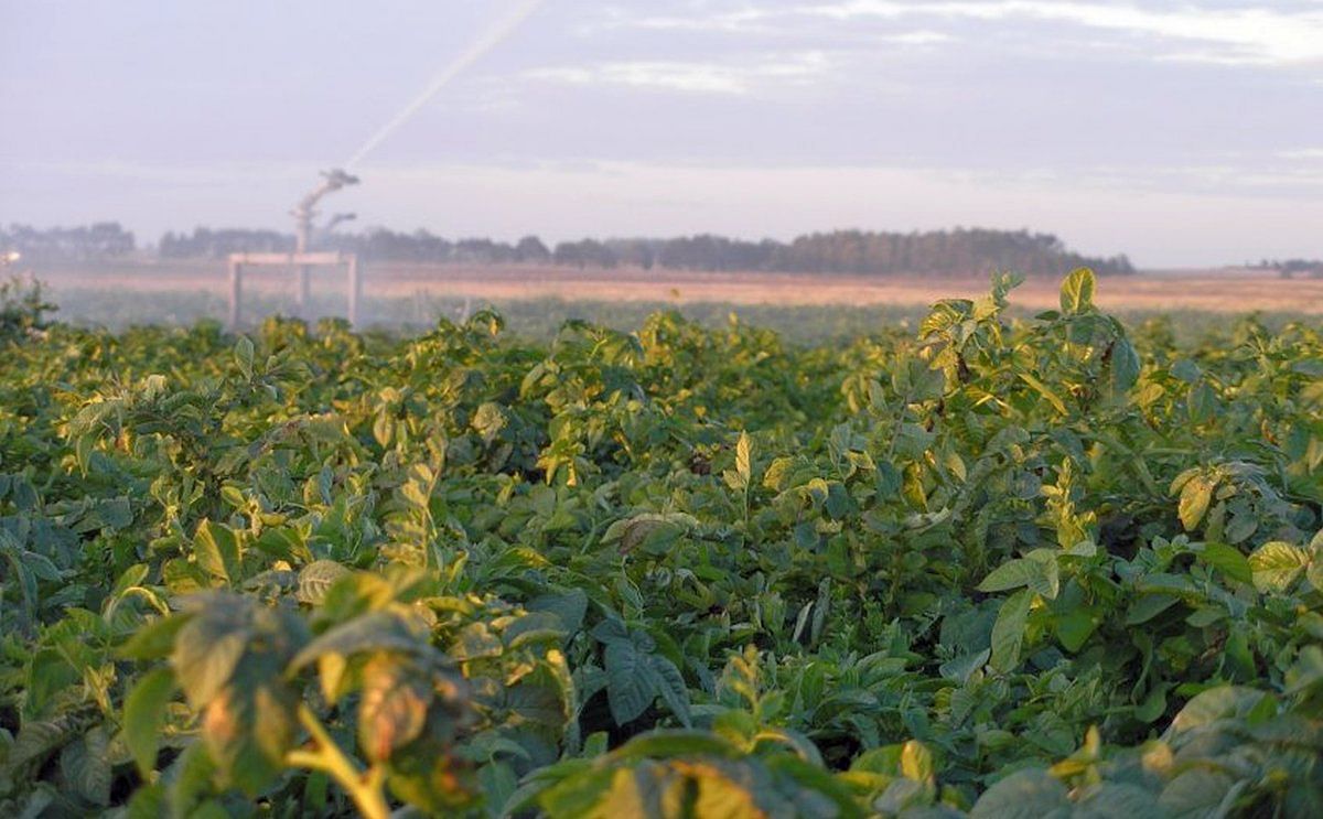 Uruguay: Aumento de área papera se explica por la llegada al sector de más granjeros de pequeña escala.
