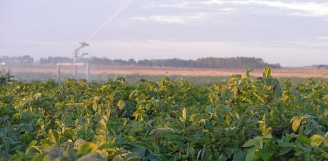 Uruguay: Aumento de área papera se explica por la llegada al sector de más granjeros de pequeña escala